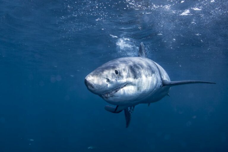 white shark - ovoviviparo