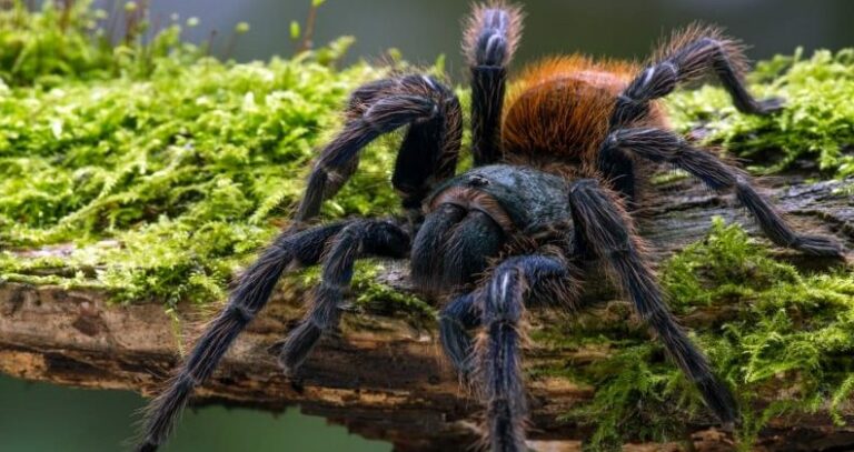 tarantula - tracheal respiration