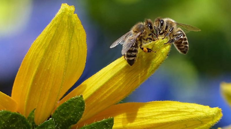 bee pollination