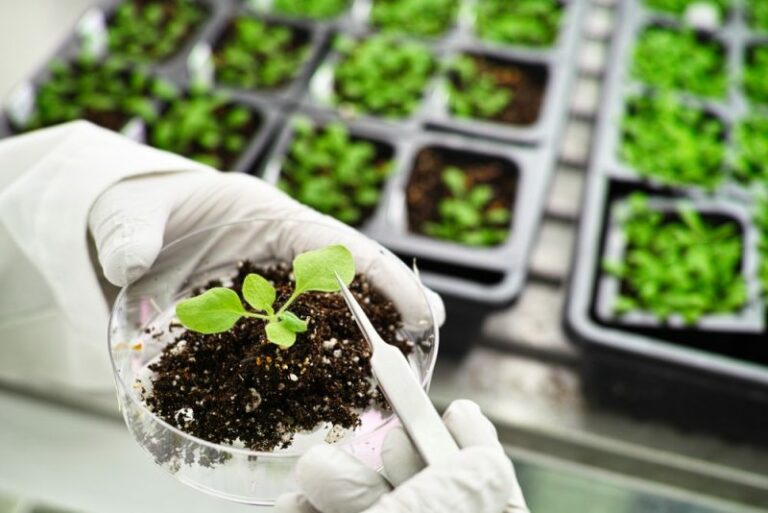 transgenic plants - laboratory