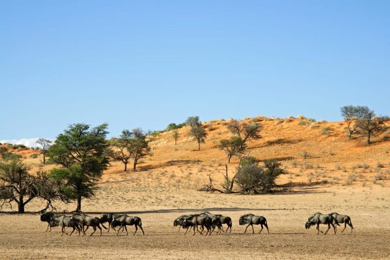 kalahari desert - africa