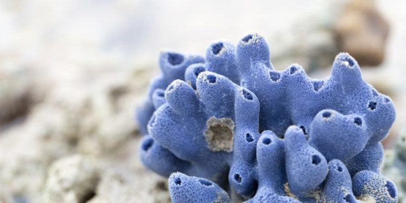 30 Examples of Poriferous 1 Poriferos