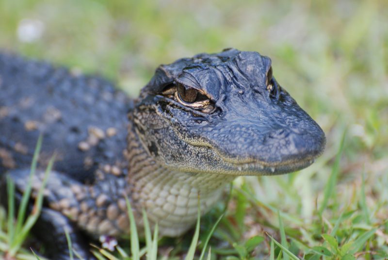 reptiles - creeping animals