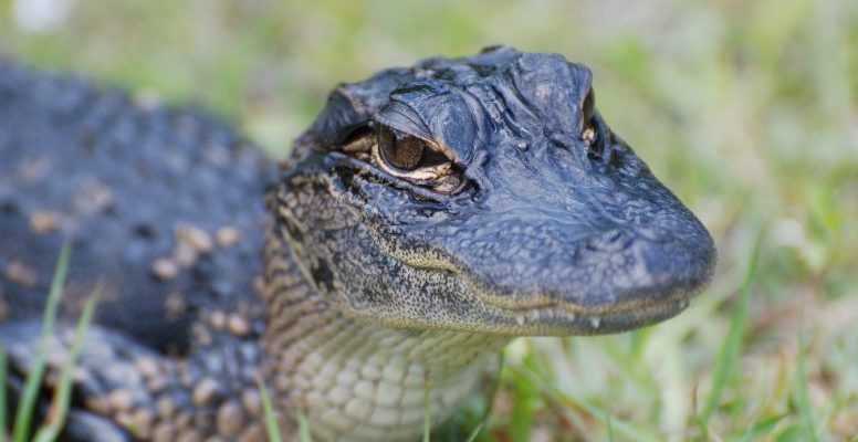 reptiles - creeping animals