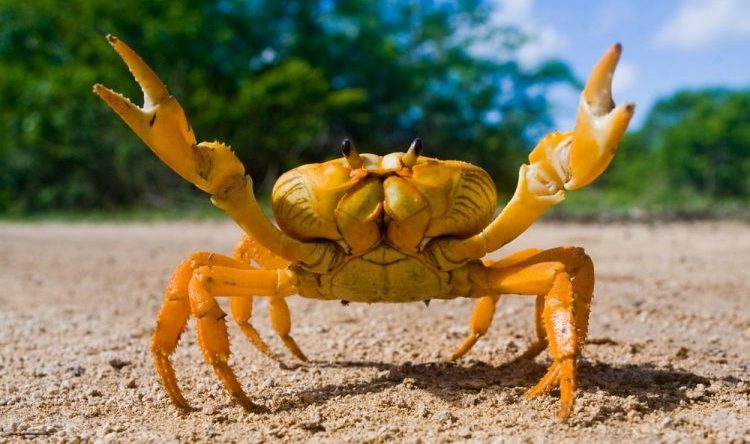 crab arthropod animals