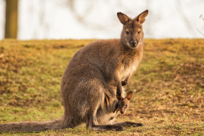 Kangaroo and her baby.  Viviparous.