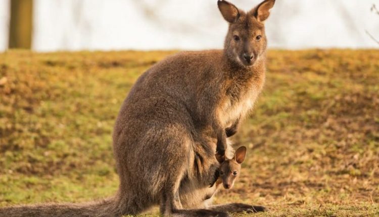 Kangaroo and her baby.  Viviparous.