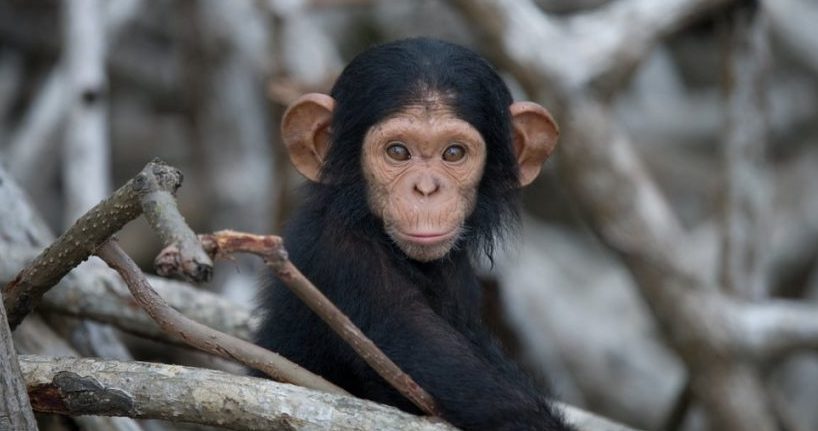 viviparous chimpanzee