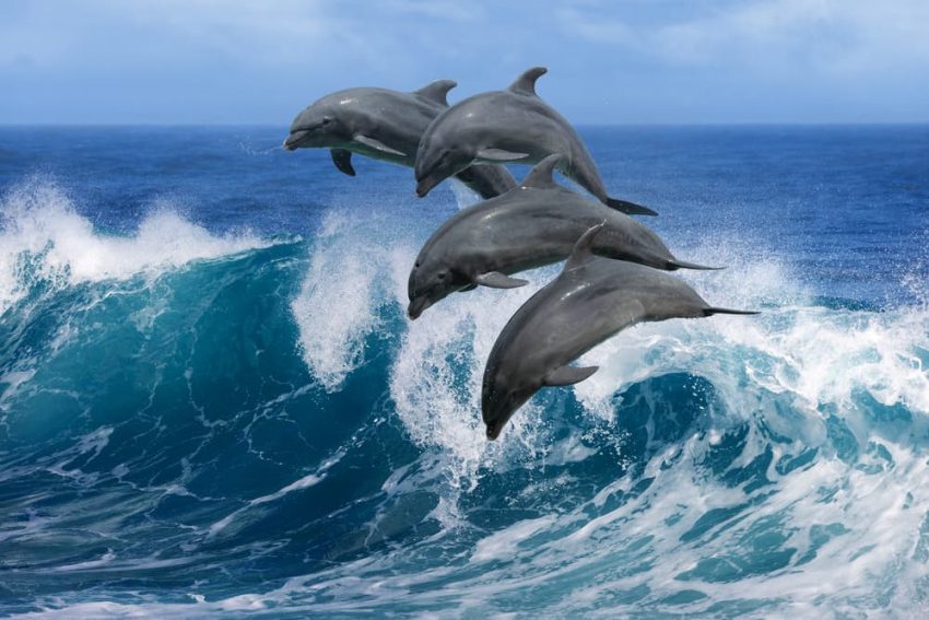 dolphin, viviparous animals