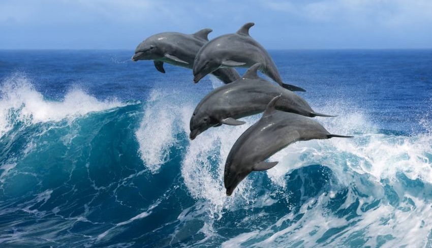 mammal dolphin