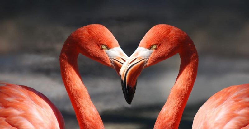 flamingo - animal courtship