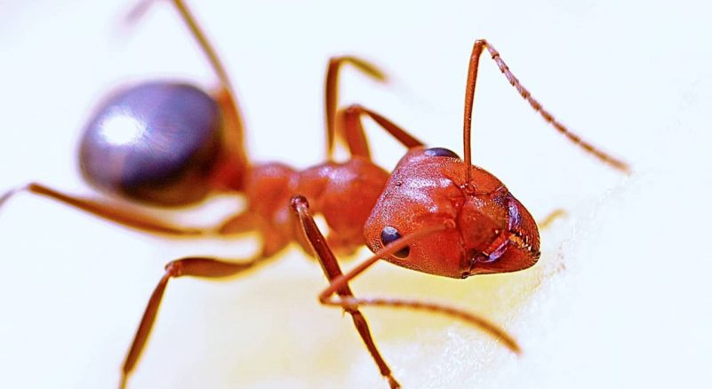 50 Examples of Insects 2 ants