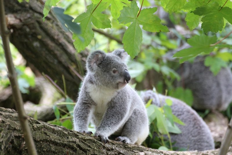 koala - marsupials