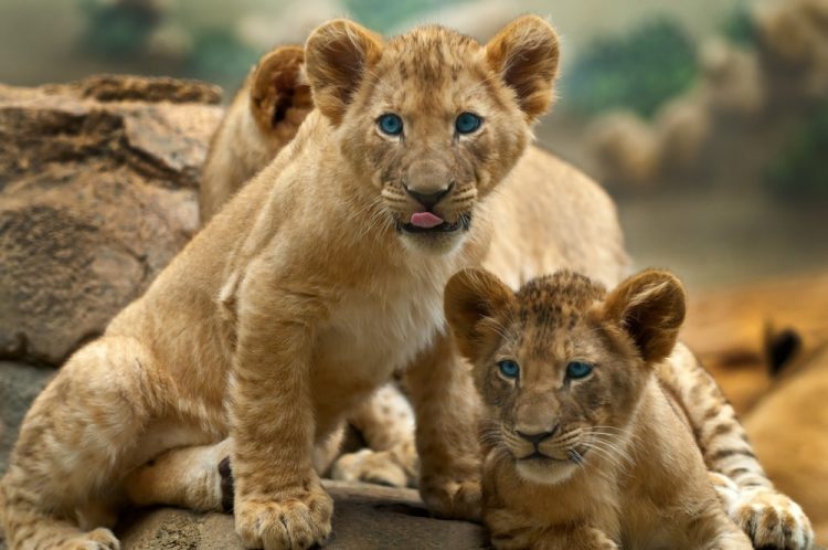Baby lions.