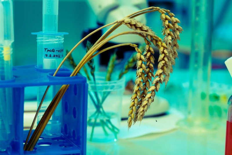 genetically modified corn in laboratories