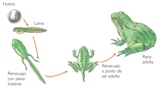 frog metamorphosis