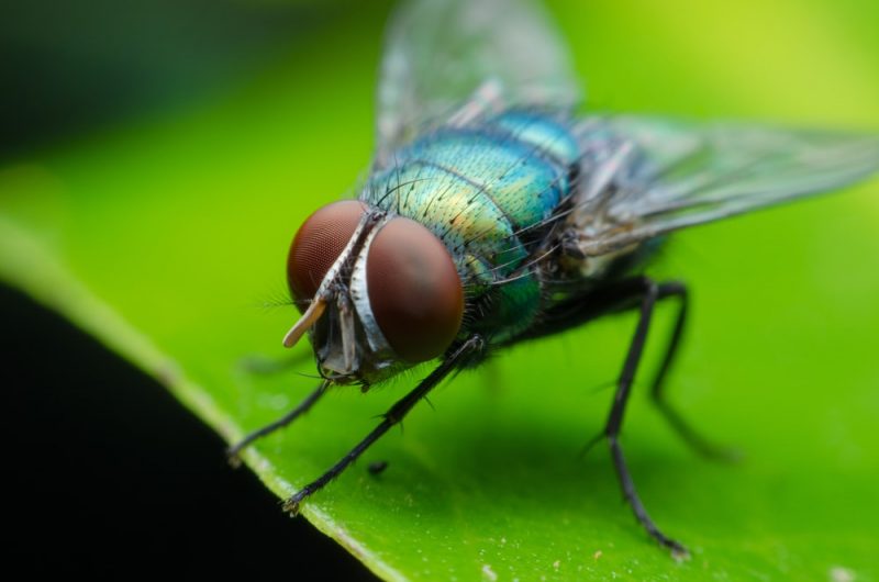 fly - decomposing animals