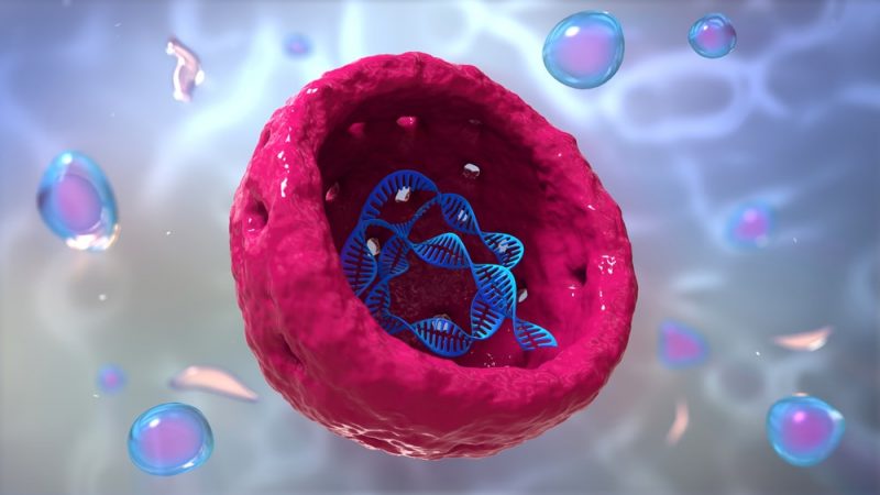 Eukaryotic human cell nucleus (visible DNA)