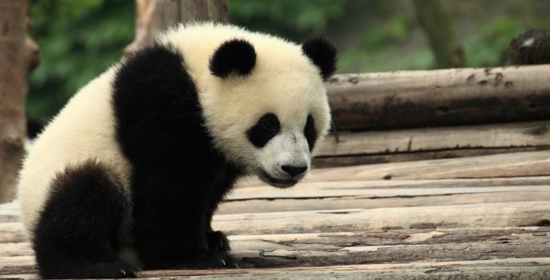 panda bear - endangered