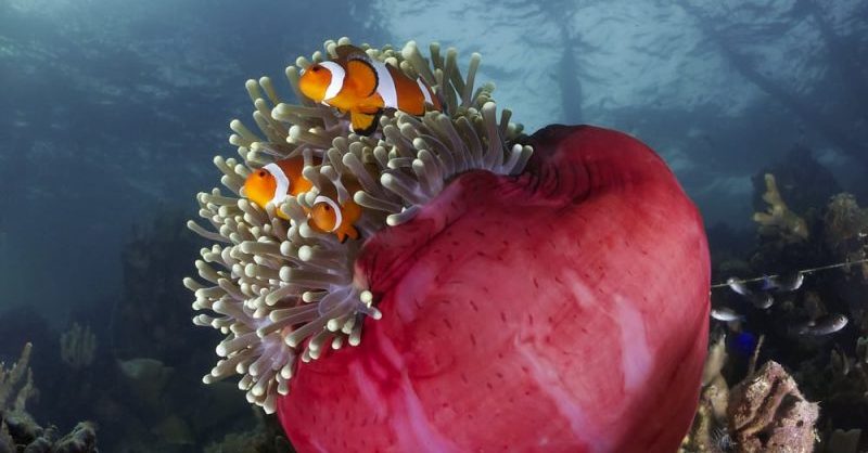 corals - hermaphrodites