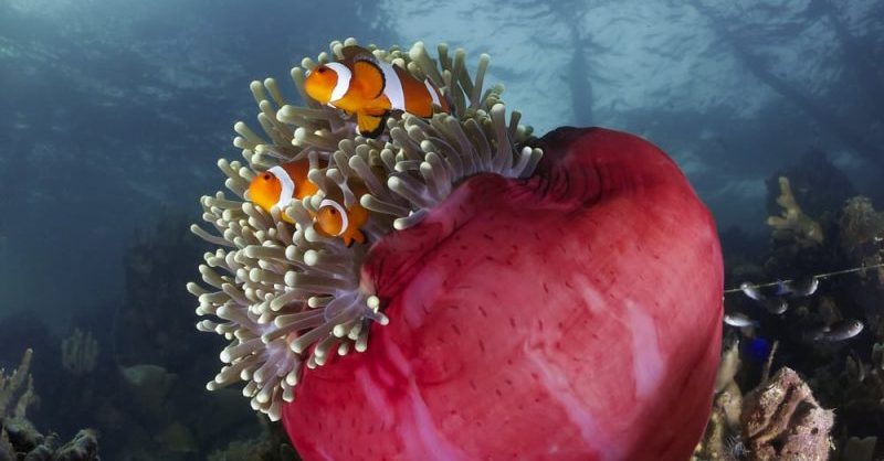 15 Examples of Hermaphroditic Animals 1 corals - hermaphrodites