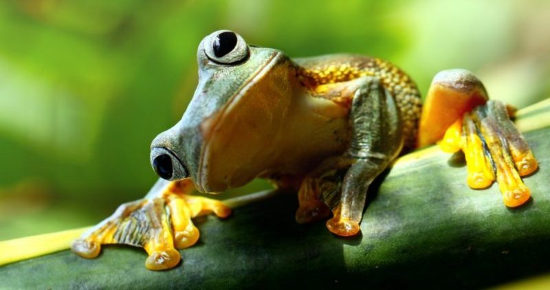 frog - ovuliparos