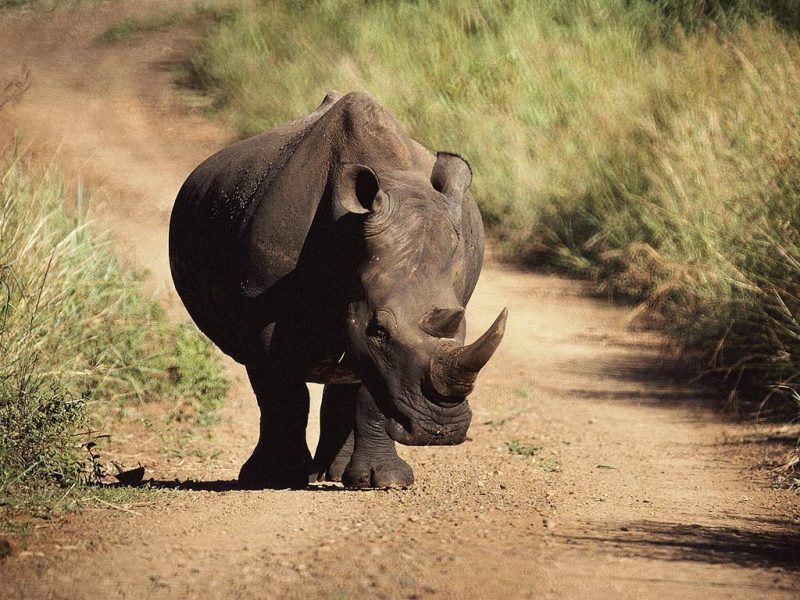 extinct java rhinoceros