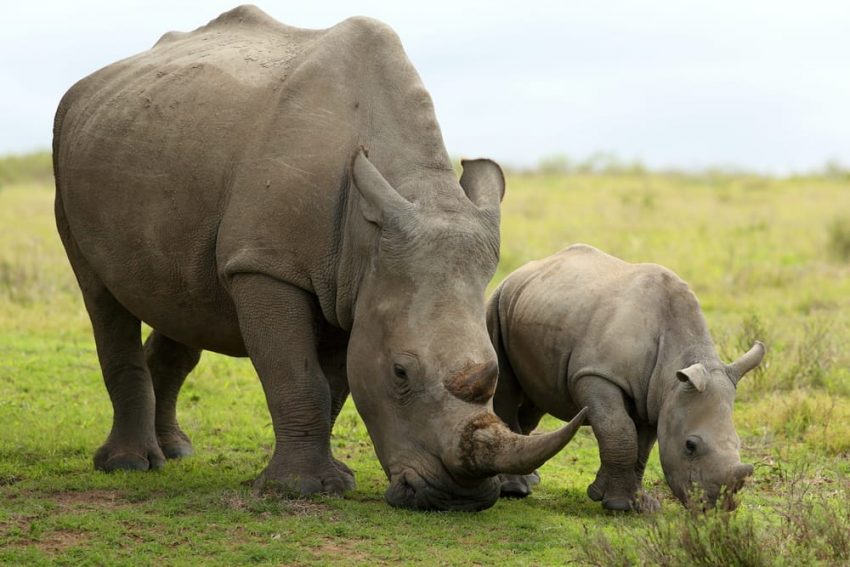 herbivore rhinos