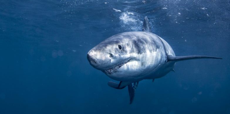 40 Examples of Animals that breathe through gills - Examples Lab 40 Examples of Animals that breathe through gills - Examples Lab