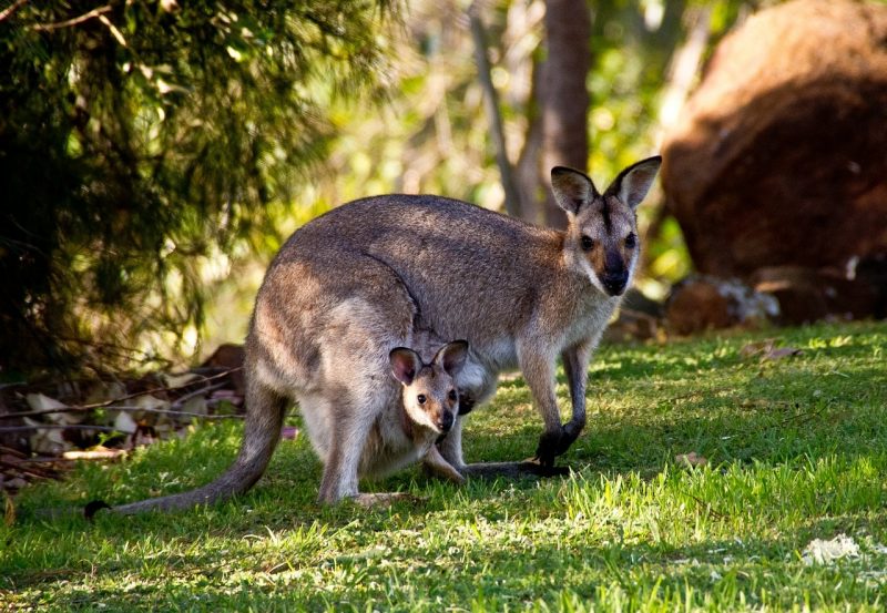 wallabies - kangaroos