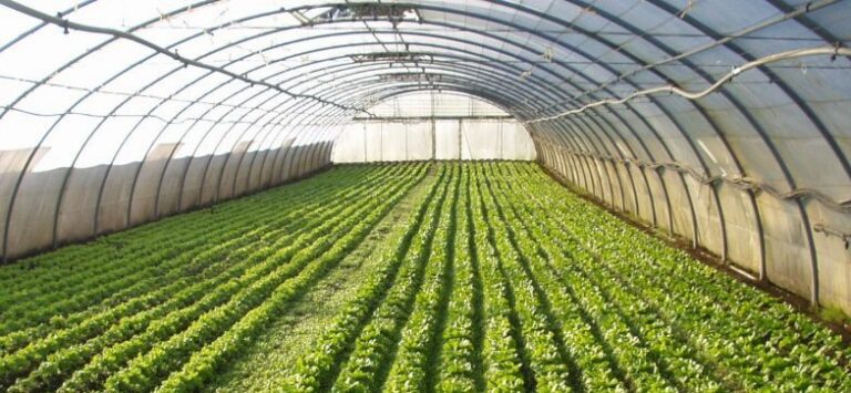 horticulture