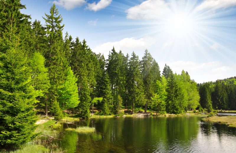 bavarian forest in germany