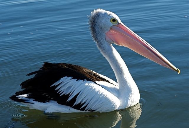 pelican