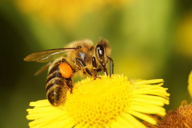 bees - pollination