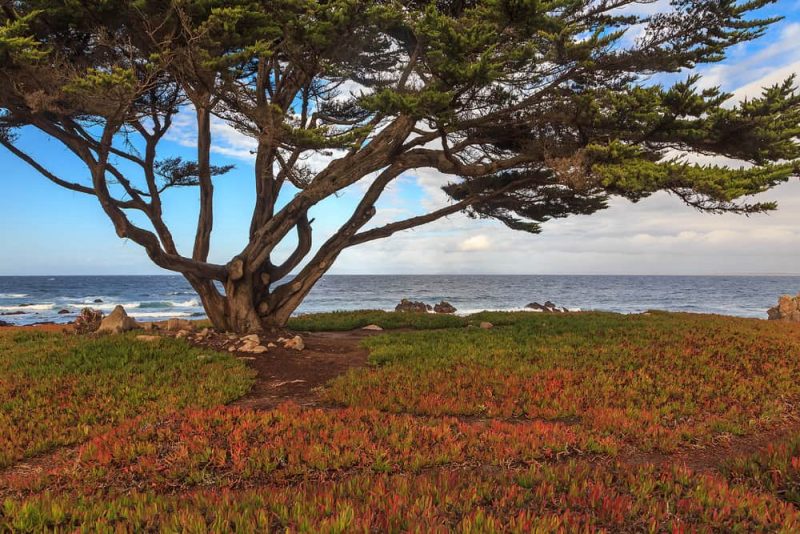 Producing organisms- cypress plant