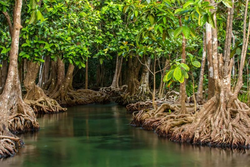 mangroves - hybrid ecosystem