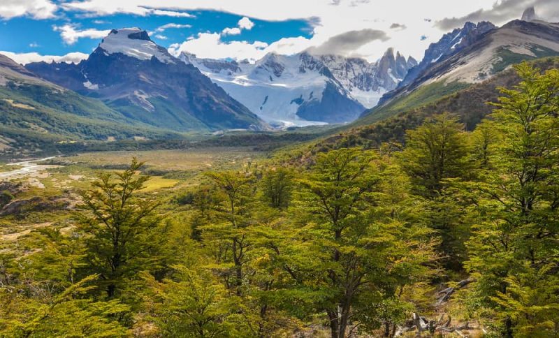 el chalten - forest in patagonia