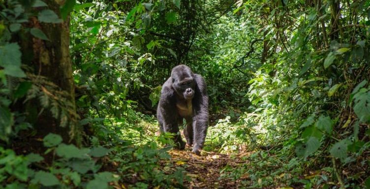 gorilla - frugivorous animals