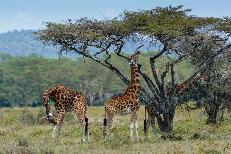 giraffes eating