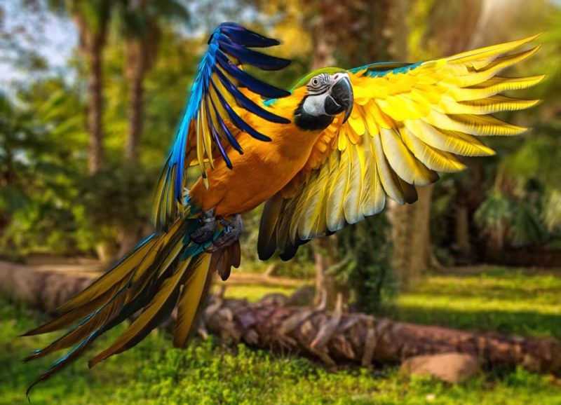 frugivorous parrot