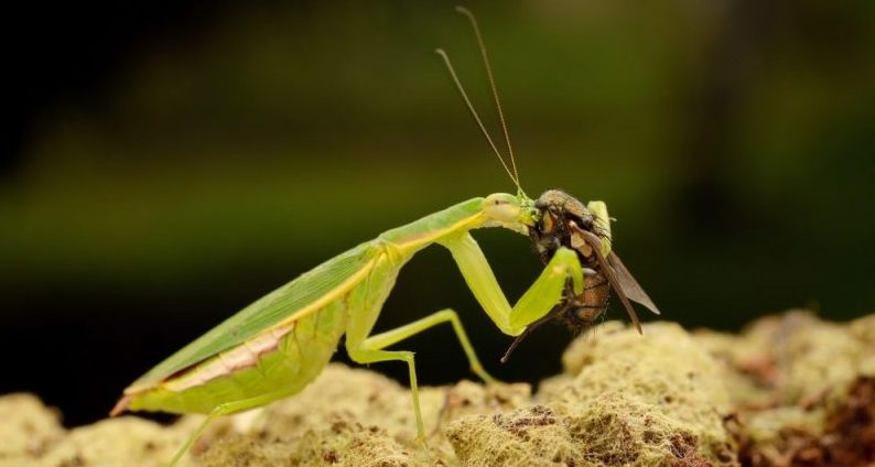 mantis - trophic chain