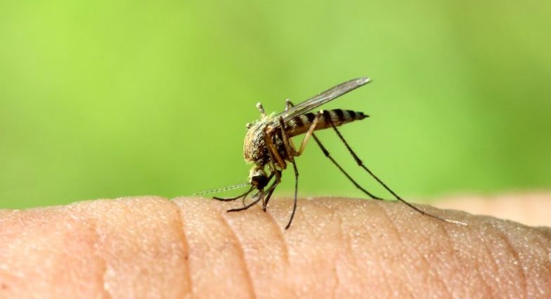 mosquitoes - harmful animals
