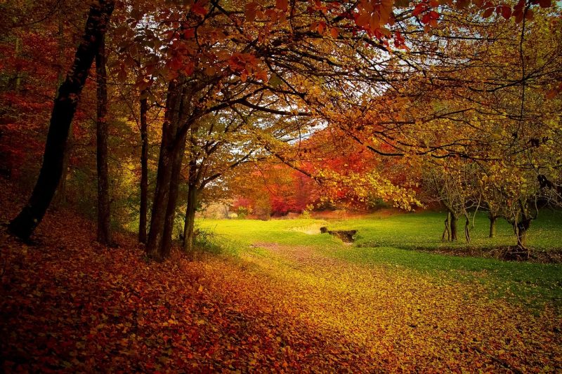 50 Examples of Organic Trash 2 otonio - dry leaves - garbage