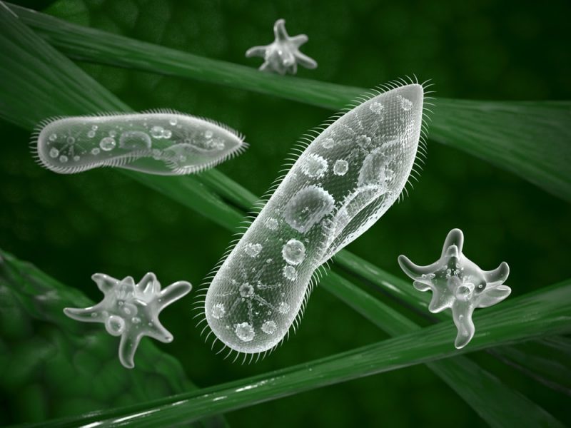 microscopic organisms