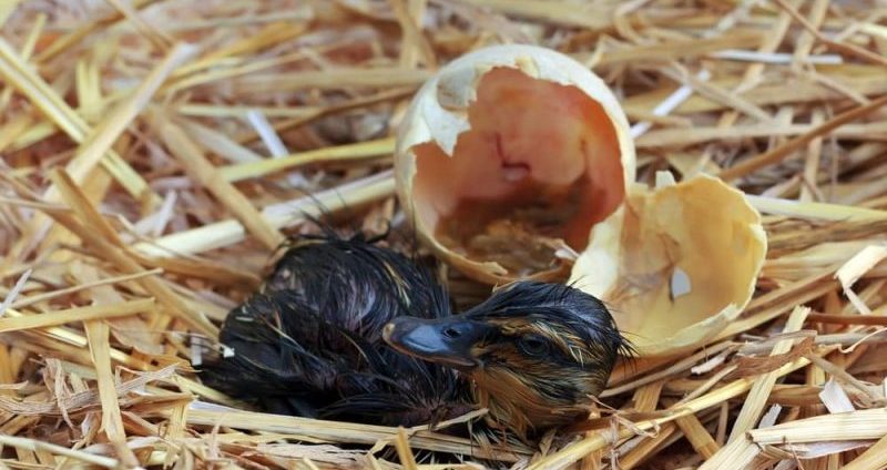 baby duck eggs