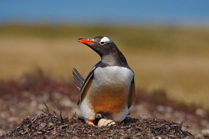 penguin eggs