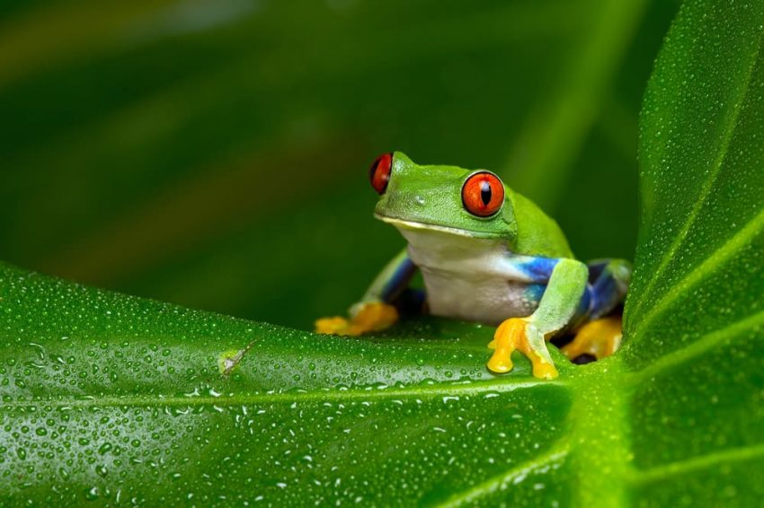 Genetic Variability in Frogs.