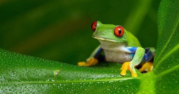 frog - amphibians