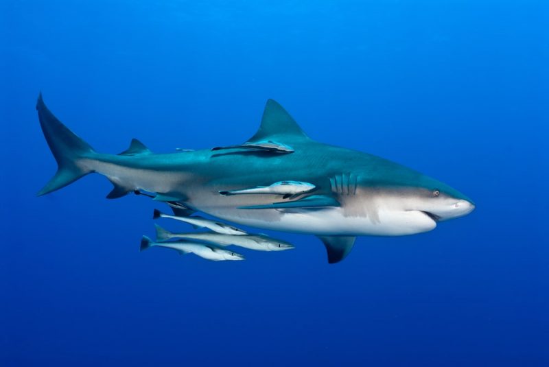 shark and remoras - commensalism