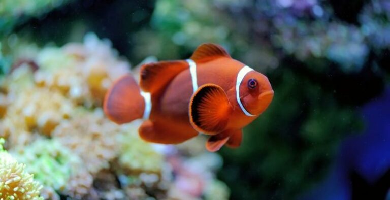 nemo fish - aquatic animals